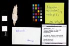 Foto (Objekt + Etikett) von Pithonoton marginatum n.sp. (Meyer, 1842)  (NHMW-GEO-1990-0041-2568)
